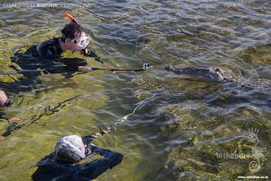 Diving with crocodiles at Banco Chinchorro