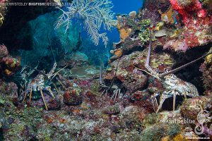 Lobsters diving at chinchorro atoll