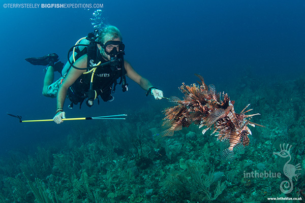 Hunting for lionfish while diving with crocodiles at Banco Chinchorro