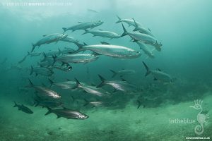 Tarpon while diving with crocodiles at Banco Chinchorro