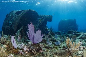 Ginger scout wreck diving with crocodiles at Banco Chinchorro