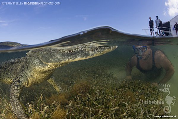 Diving with crocodiles at Banco Chinchorro