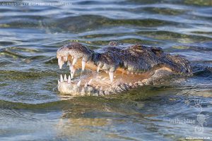 Crocodiles at Banco Chinchorro