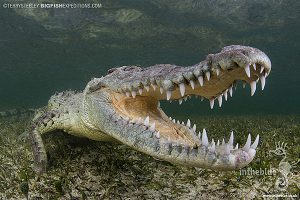 Diving with crocodiles at Banco Chinchorro