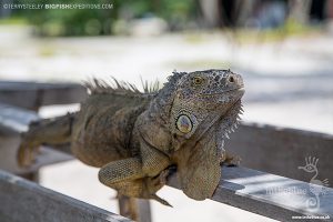 An iguana on Cayo Grande while diving with crocodiles at Banco Chinchorro