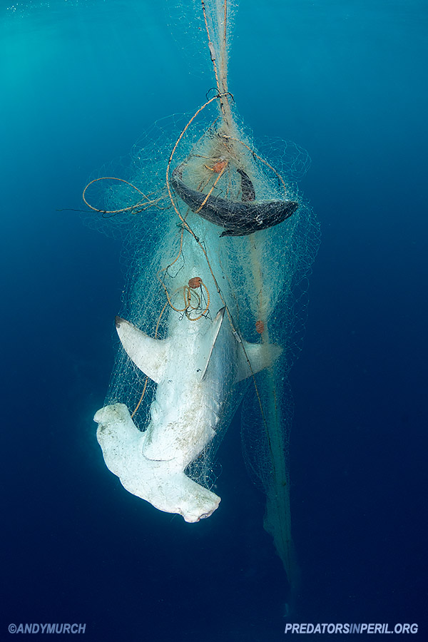 Dead Hammerhead Guatemala