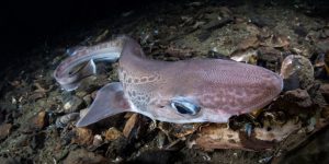 Deep Sharks in Norway