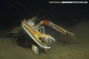 Diving in Scotland