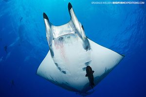 Devil Ray Princess Alice Diving