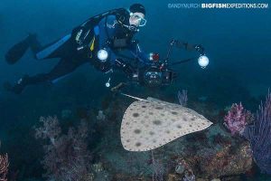 Japanese butterfly ray diving