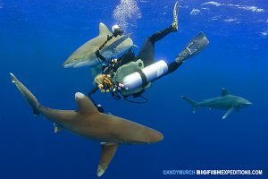 diving with oceanic whitetip sharks off Cat Island, Bahamas