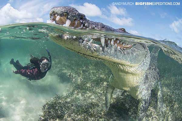 Diving with American Crocodiles in Mexico