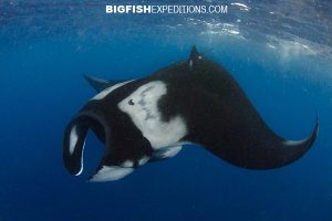 manta ray feeding