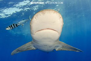 cat island diving with oceanic whitetip sharks