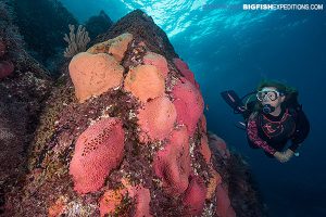 Diving_Baja pink reefs