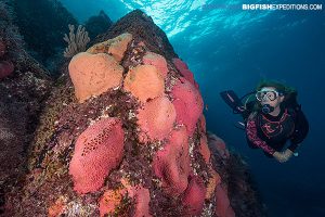 Diving_Baja pink reefs