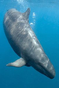 False killer whale encounter