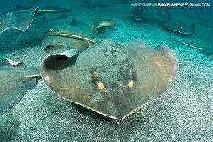 Red stingray city diving Japan