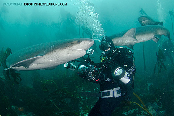 Diving with Sevengills