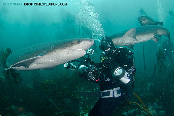 Diving with sevengill sharks