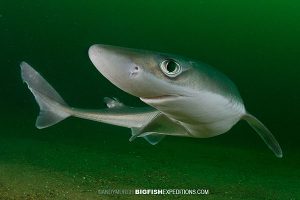 Dogfish