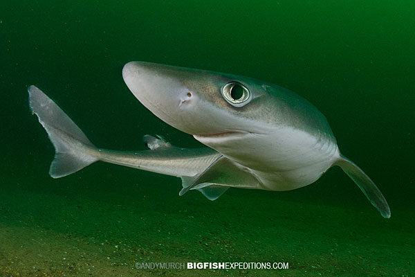 Dogfish