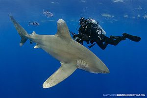 diver in black with a large oceanic whitetip shark