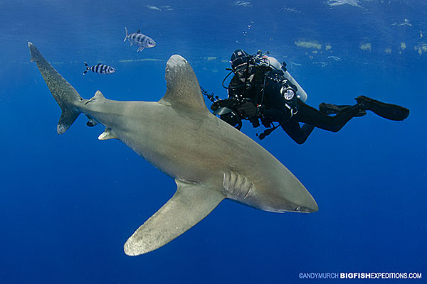 diver in black with a large oceanic whitetip shark