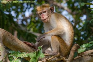 Toque Macaque Sri Lanka Safari