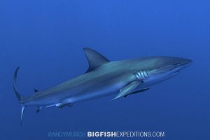 Dusky Shark Diving Cat ISland