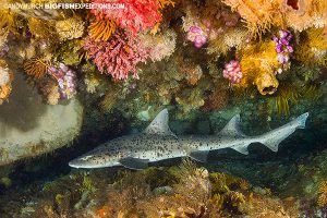 spotted gully shark diving in False Bay, South Africa