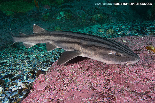 Pyjama Catshark in False Bay, South Africa.