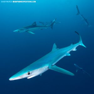 Blue shark diving in South Africa