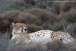 Cheatah resting in Aquila game reserve, South Africa