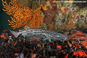 Leopard catshark diving in False Bay, South Africa