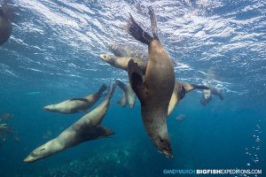 Cape Fur Seals at Partridge Point, False Bay, South Africa