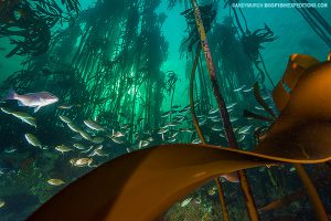 Beautiful kelp forest in South Africa