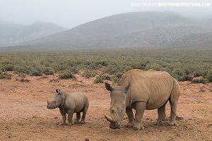 Hippos in Aquila Game Reserve, South Africa