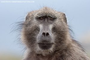 Cape Baboon at Cape Point, South Africa