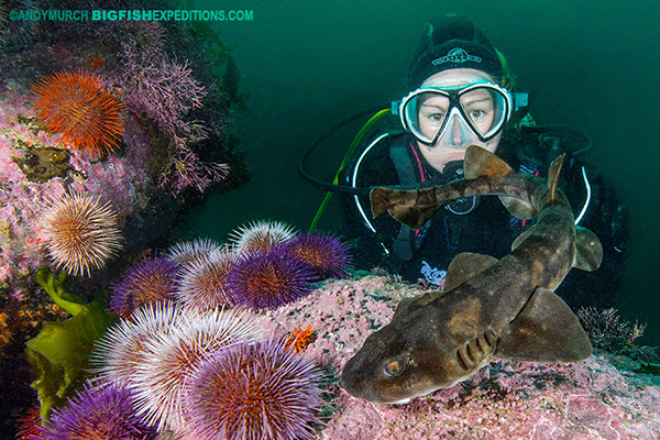 Diver with a brown catshark in False Bay, South Africa