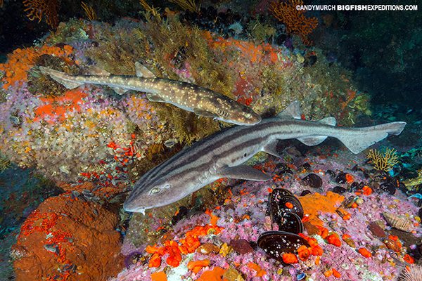 Shark dive in South Africa