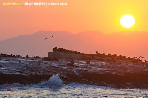 Seal Island, False Bay, South Africa