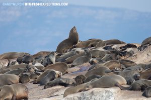 70,000 cape fur seals on Seal Island, False Bay, South Africa