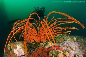 Beautiful reef in False Bay