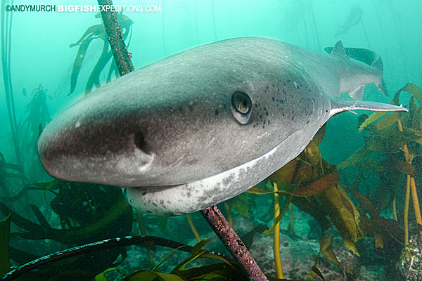 Sevengill shark, False Bay, South Africa