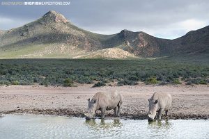 White Rhinos. Aquila Wildlife Reserve, South Africa