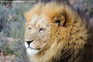 Adult male lion, Cape Town