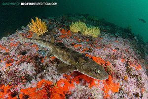 Dark Shyshark, False Bay, South Africa.