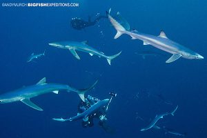 Diving with blue sharks near Cape Town