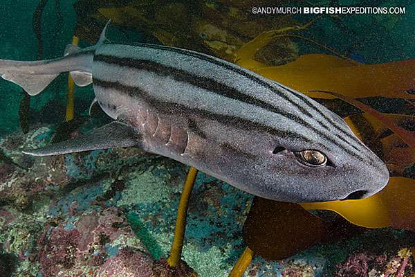 Pyjama Catshark, False Bay, South Africa